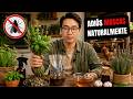 Cómo Hacer Que Las Moscas Desaparezcan Naturalmente