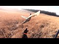 Pheasant Hunting with GSP Puppy 2