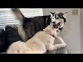 Husky And Malamute Battle Over Last Ice Cream Then Comes A Tantrum