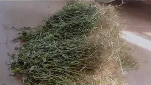 CÂY THUỐC QUÝ ĐẶC TRỊ XƯƠNG KHỚP,:0347941281