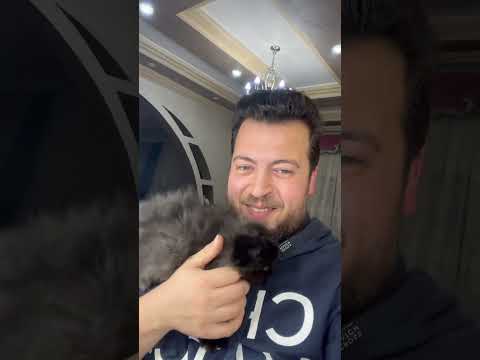 القط حب القعدة علي كتفي اوووي مش عايز يسبني احلي قطط بيرشن    