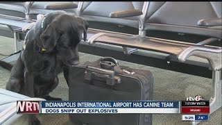 Dogs sniff out explosives at Indy airport