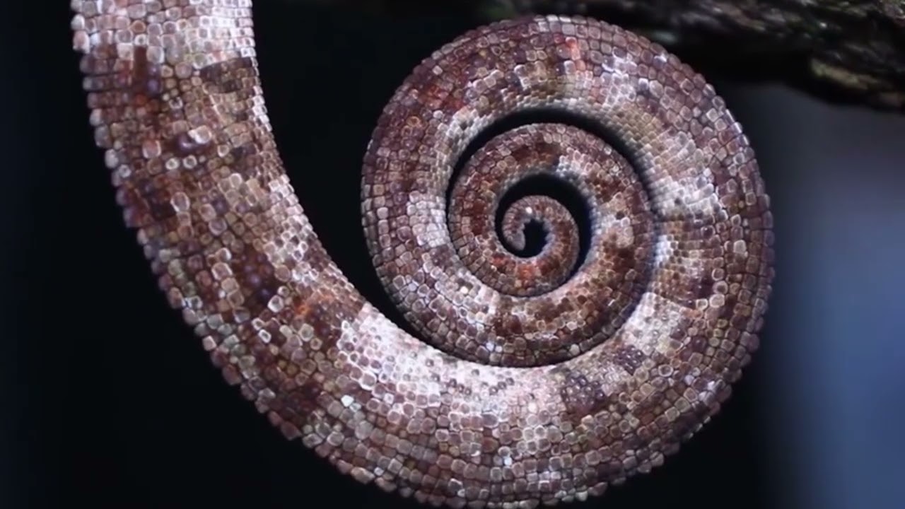 TSANGATSANGA  FIHAVANANA MADAGASCAR