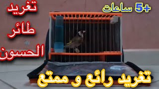 بتبتة رائعة لتحفيز الحسون نار ???