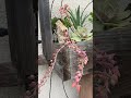 Watch this Succulent Flower! Beautiful Pink and Orange Bloom Display.(Focus on the Succulent Bloom)