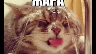 Когда даже кошке жарко 🌞 Когда даже кошке жарко 🌞