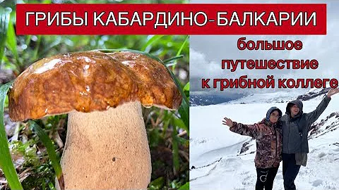 ЗА ГРИБАМИ К ЭЛЬБРУСУ | в гостях у коллеги в КБР 🍄❤️