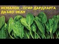 ИСМАЛОК ОГИР ДАРДЛАРГА ХАМ ДАВО ЭКАН КУРИНГ