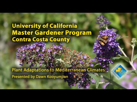 Plant Adaptations to Mediterranean Climates