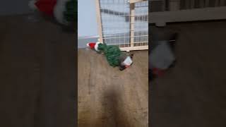 Jingle Jingle Bells Never And Never Nnnnnnnnnn A Abcd Efg Hijk Qrs Qrs Tuv Wx U V W X Y And Z