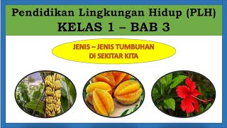 PLH KELAS 1- JENIS JENIS TUMBUHAN DI SEKITAR KITA-ADIWIYATA KELAS 1