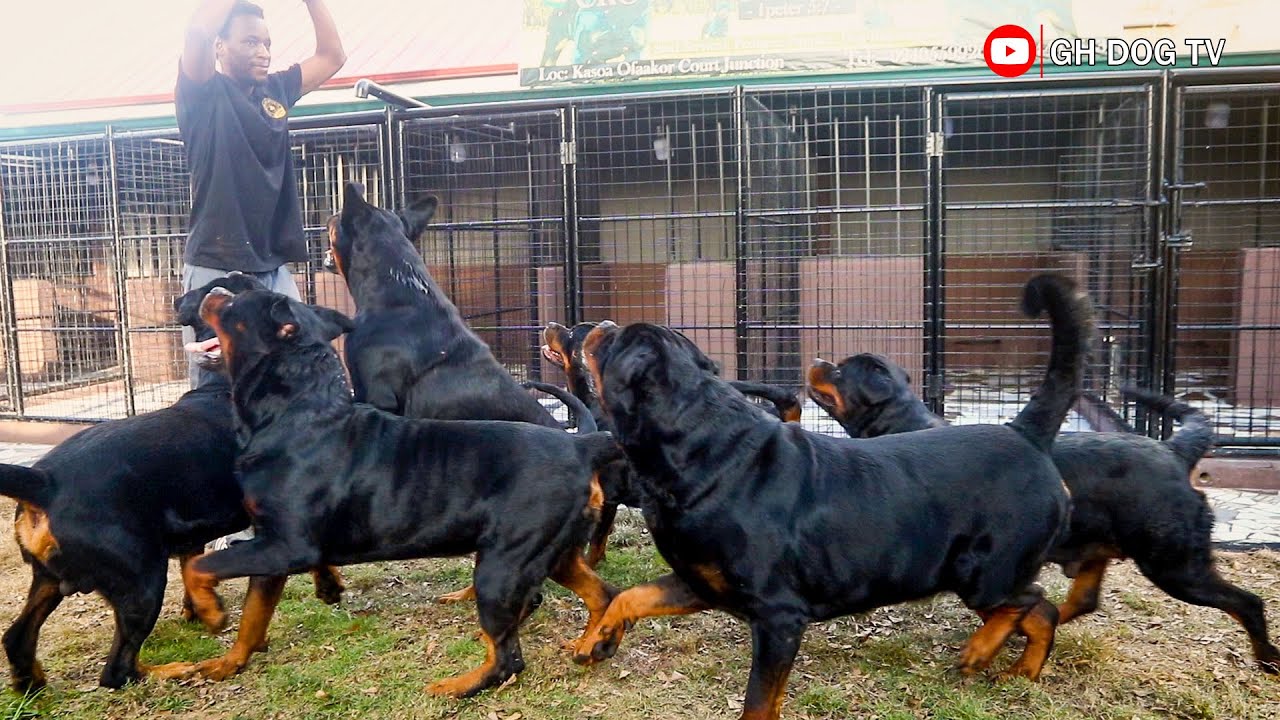 A visit back to Crowded Empire Kennel | One of the finest Rottweiler ...