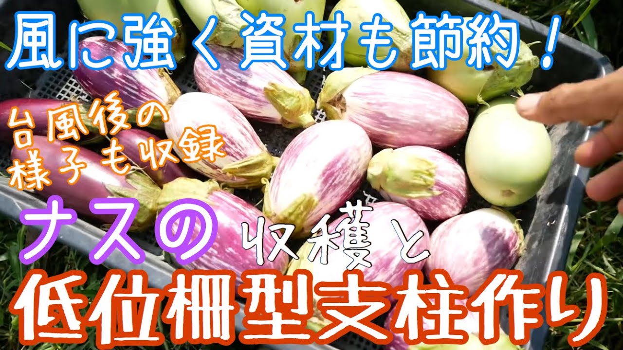 台風にも負けない ナスの低位柵型支柱作りと収穫 設備作り 19年8月9 19日 Youtube