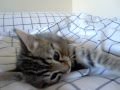 Kitty And Dog Playing In Bed (Greta Jugando Con Rufo)