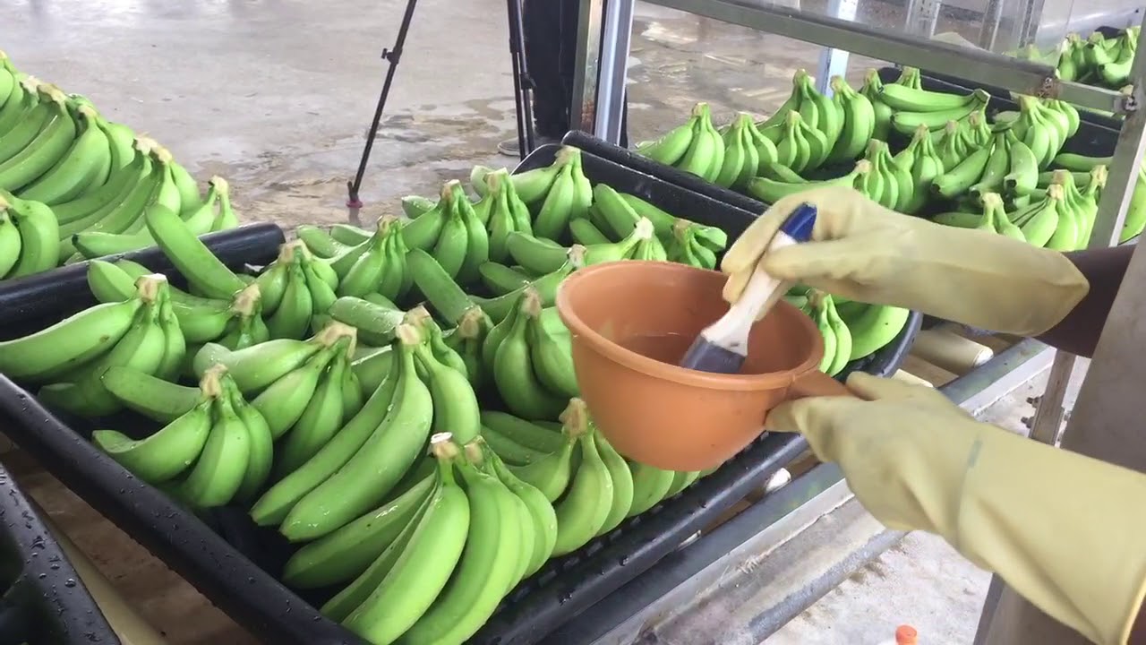 Ghana, banana plantation Africa ExPress YouTube
