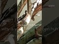 Butcher Bird Up In The Trees Part2 Of Talking To Birds. #birds #bird #butcherbird #cutebirds