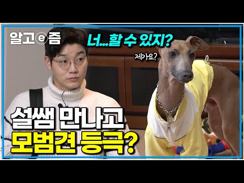 &amp;#39;갑자기 돌변해 아빠를 물던 이탈리안 <strong>그레이하운드</strong>&amp;#39; 가족 모두를 두려움에 떨게 만든 개를 단숨에 모범견으로 탈바꿈한 설쌤의 매직 ｜세상에 나쁜 개는 없다｜알고e즘