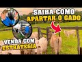 FAZENDA G3 !!! Preço de Bezerro em Baixa? Não venda !!!