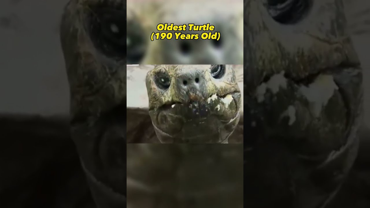 Things Humans Weren T Meant To See Part 7 Shorts Viralshort Viral Viralvideo Sub Animal