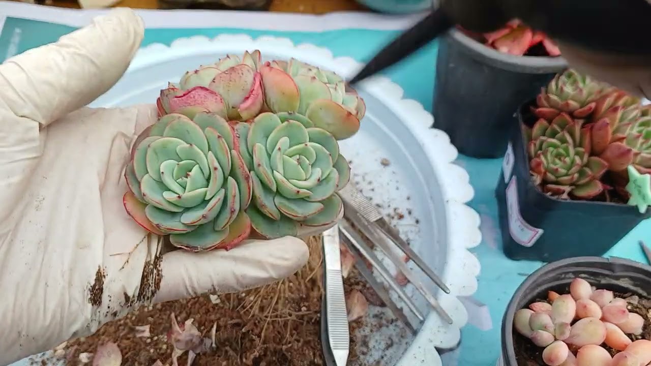 옆 매니아님꺼 정수에게 온 아가들 ㅎㅎ