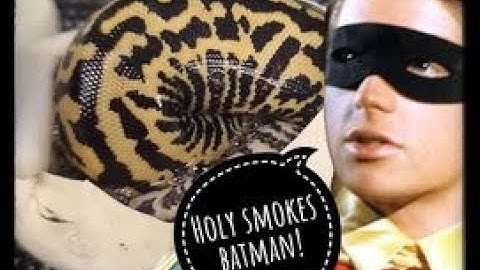 Busiest Batman Yet!? | Ball Python Line Breeding | #BallisticPythons #BatmanProject