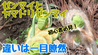 ゼンマイの種類は！これを見れば一目瞭然！