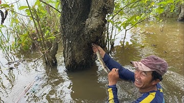 Đặc Công Nước Săn Rắn Khủng Trong Bọng Cây Gáo Vàng.Góc Làng Quê#967