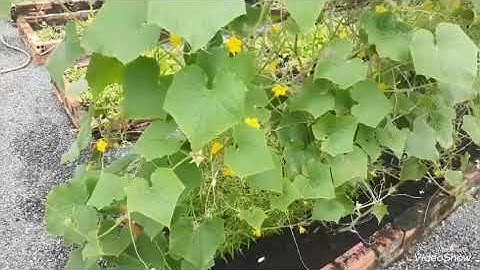 Khắc phục vấn đề trồng dưa leo mãi không chịu đậu quả | Ăn Sạch Uống Sạch