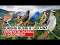 BURUNG RUSIA & UKRAINA YANG TERNYATA  BEREDAR DI INDONESIA DAN JUAL DI PASAR PRAMUKA