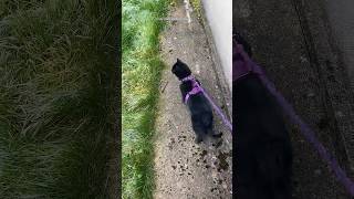 Kedim Ilk Defa Çıkıyor