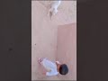 بچہ کتے کے ساتھ کھیل رہا ہے Funny Comedy Beautiful Dog Kids