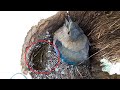 Crazy Frog JUMPS Out from Roller&#39;s STOMACH | Roller bird video | Roller bird video in Nest | Bird 1