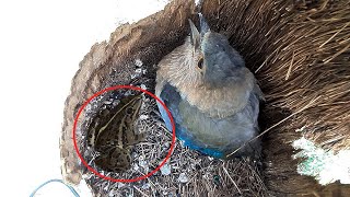 Crazy Frog JUMPS Out from Roller&#39;s STOMACH | Roller bird video | Roller bird video in Nest | Bird 1