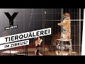 Zirkustiere - Das Leben exotischer Tiere als Entertainer im Zirkus