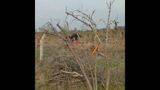 Hi̇caz Nar Ağaci Budama, İnternetten Aldiğim Bi̇lgi̇lerle İlk Defa Nar Ağaci Budadim, Neti̇ce Ne Olacak.