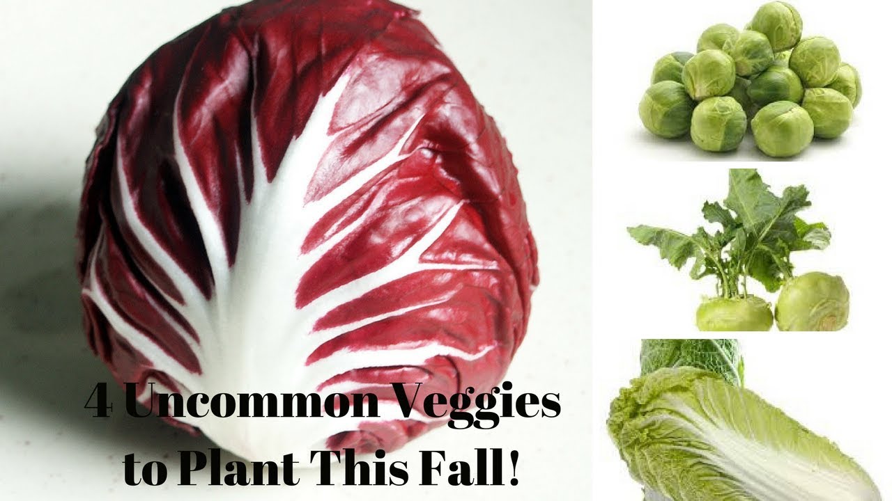 4 Veggies to Plant in Your Fall Garden NOW! YouTube