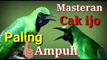 Master gereja tarung