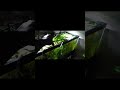 Best Quiet Aquarium Air Pump? Hygger Dual Outlet Review #shorts #short #fyp #aquarium