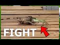 Green Anole Vs. Brown Anole FIGHT... The Entire Reptile Community Is WRONG About THIS (With Proof)