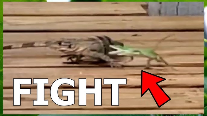 Top 8 WILD Lizards Hunting And Eating Prey! (Reptiles Eating