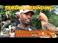 #13 MOMEN TARZAN AMERIKA GEMETERAN LIAT BURUNG GARUDA !!!!