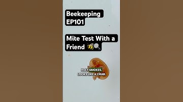 Beekeeping EP101 – Mite Test With a Friend 🐝🔍