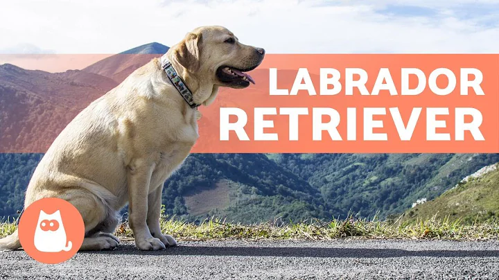 LABRADOR RETRIEVER - ALL About This Popular Breed - DayDayNews