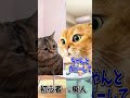 【猫ミーム】初心者とゲーム廃人のAPEX #shorts