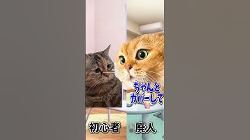 【猫ミーム】初心者とゲーム廃人のAPEX  #shorts