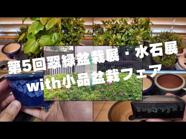 Get your hands on some stunning bonsai materials and pots in the