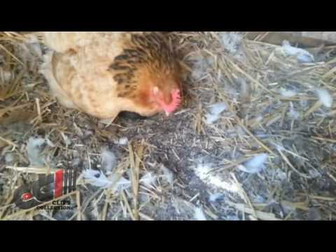 Chicken thinks a kitten is her chick