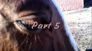 HORSE ♥MEP♥ CLOSED!!!