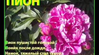 ЦВЕТОЧНЫЙ АЛФАВИТ ДСВАЛИИ. ЦВЕТОЧНЫЙ АЛФАВИТ ДСВАЛИИ.