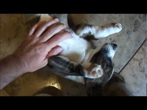 cute-puppy-noises-(cardigan-welsh-corgi-ebo;-11-weeks-old)